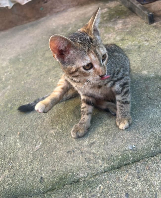 Umbra - Chat à adopter