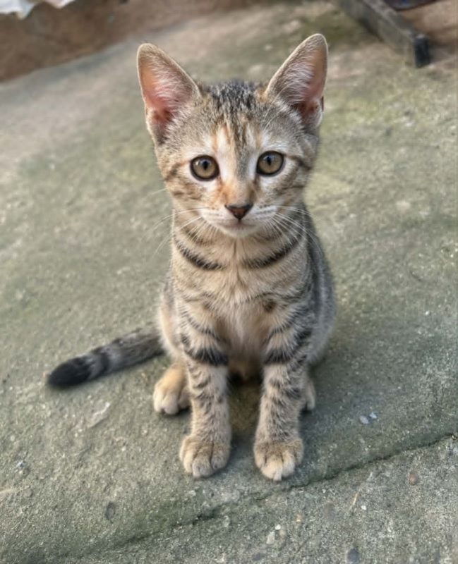 Umbra - Chat à adopter - photo 3