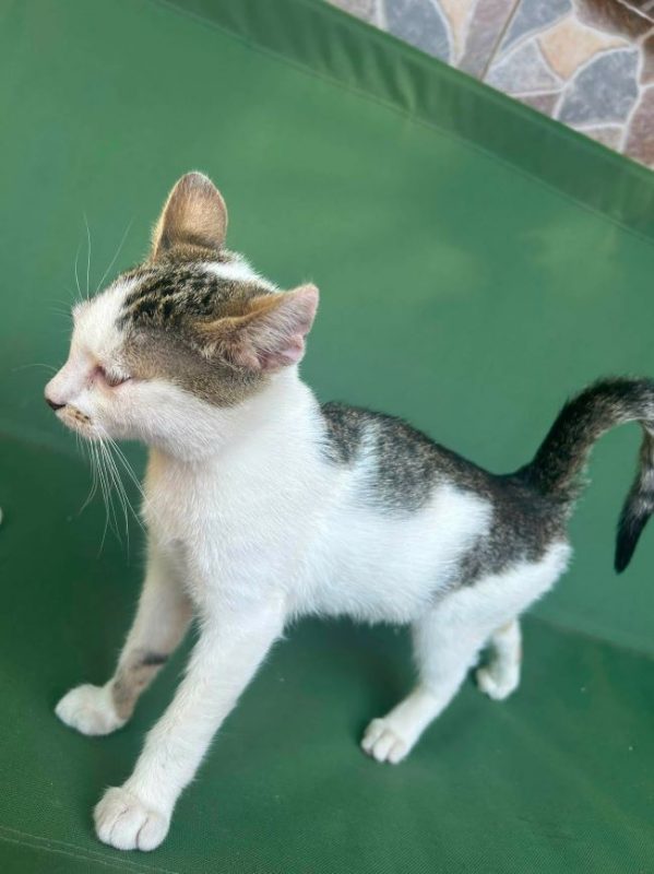 Ulya - Chat à adopter