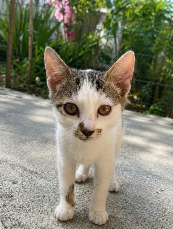 Ulya - Chat à adopter - photo 3