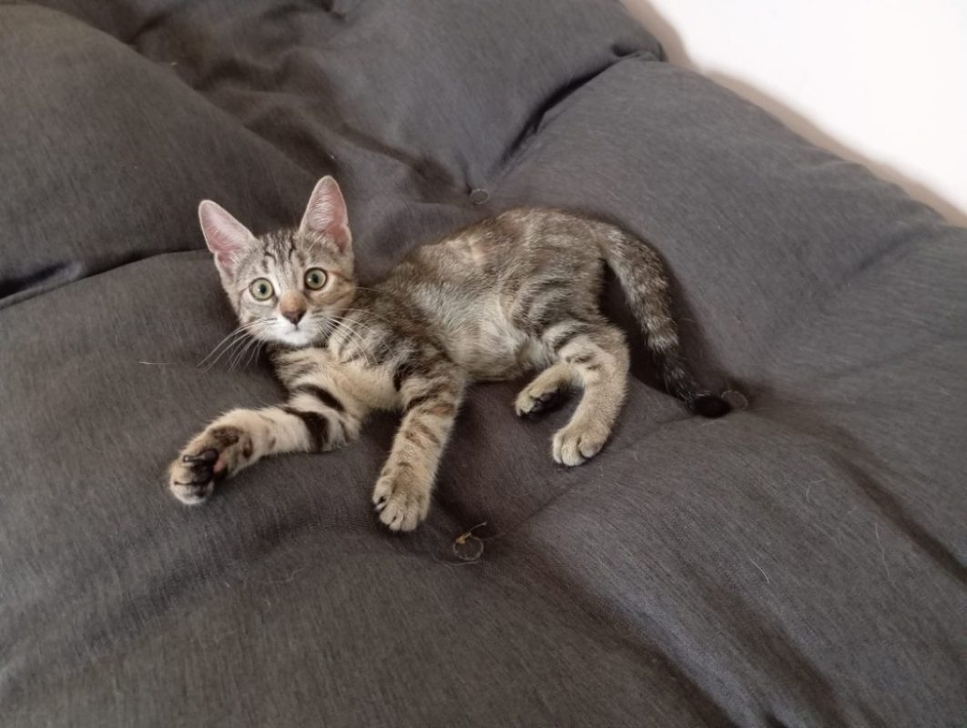 Nestea - Chat Européen à adopter
