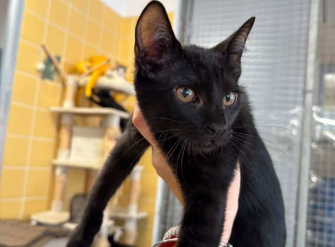 Gojo - Chat Européen à adopter
