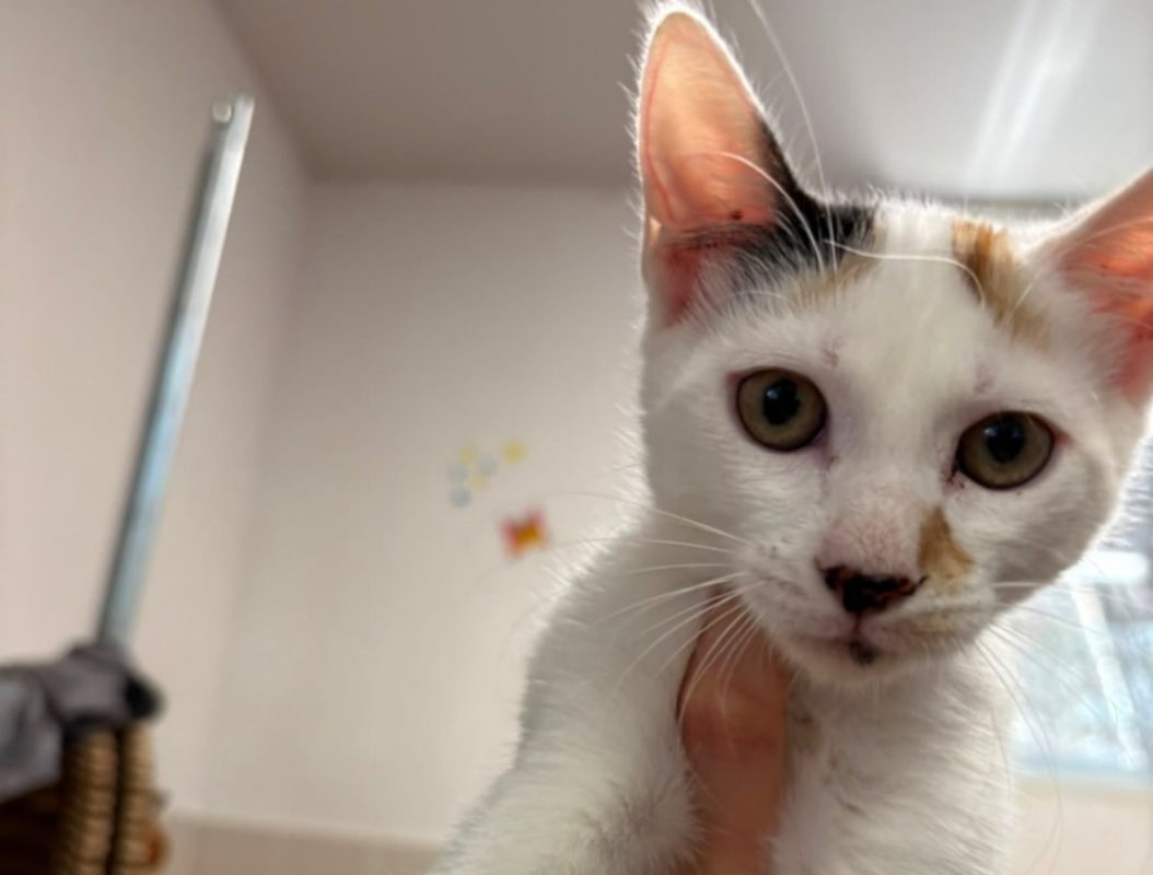 Miwa - Chat Européen à adopter