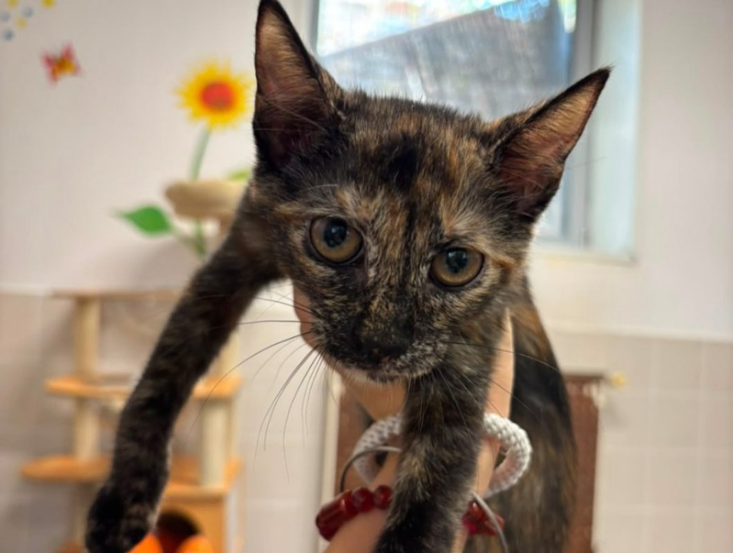 Kazumi - Chat Européen à adopter