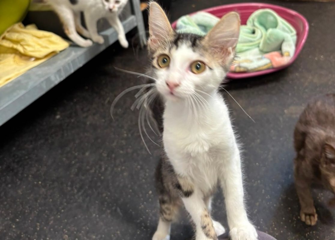 Maki - Chat Européen à adopter