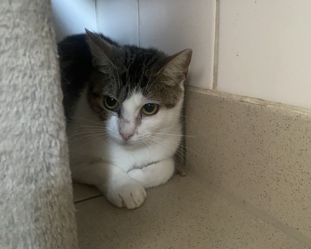 Omi - Chat Européen à adopter