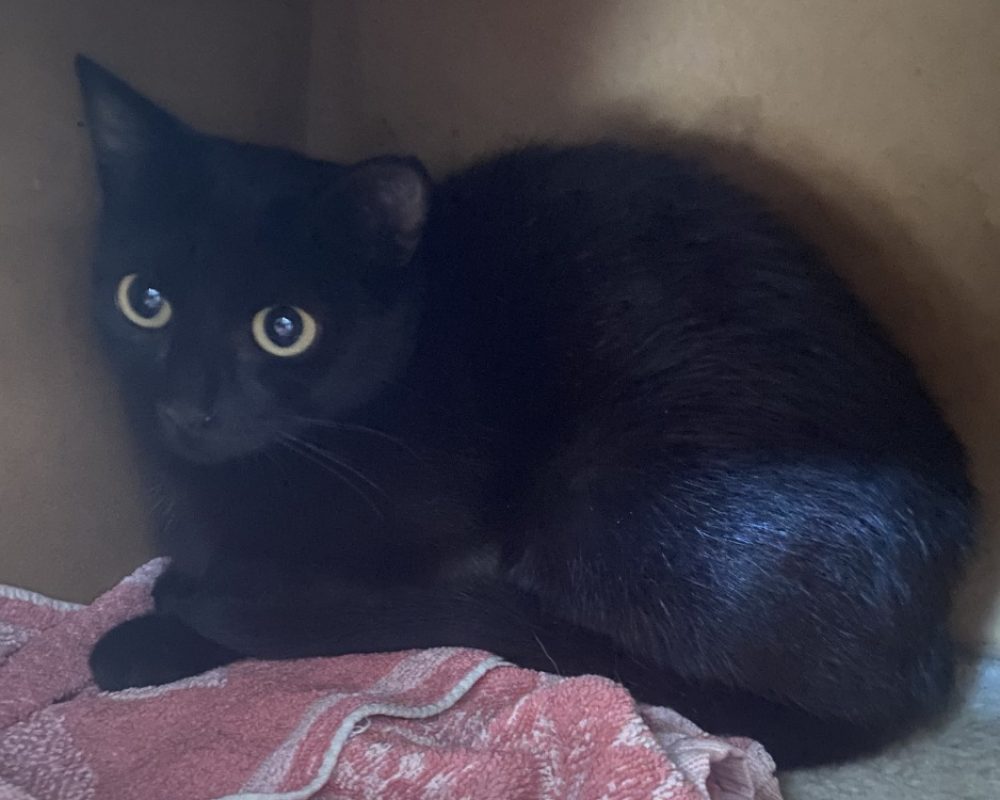 Opey - Chat Européen à adopter