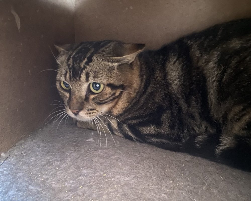 Omelette - Chat Européen à adopter