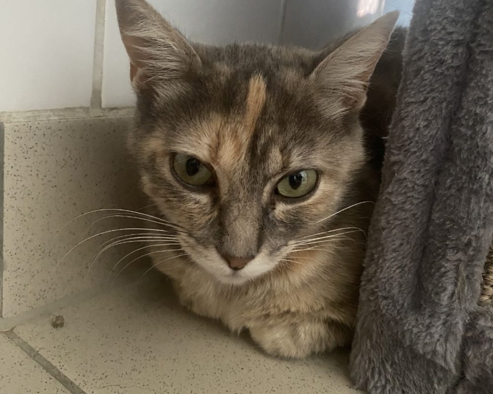 Onslow - Chat Européen à adopter