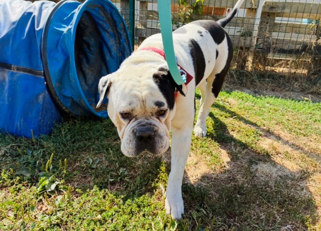 Tokyo - Chien Bouledogue Américain à adopter