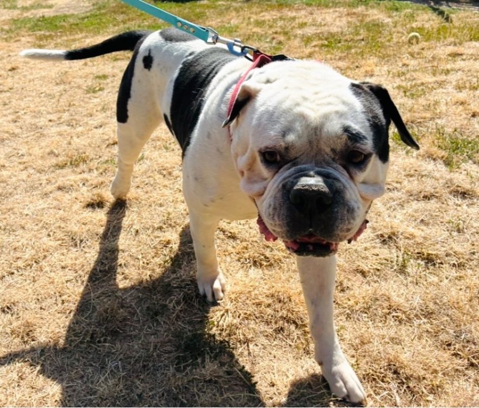 Tokyo - Chien Bouledogue Américain à adopter - photo 2