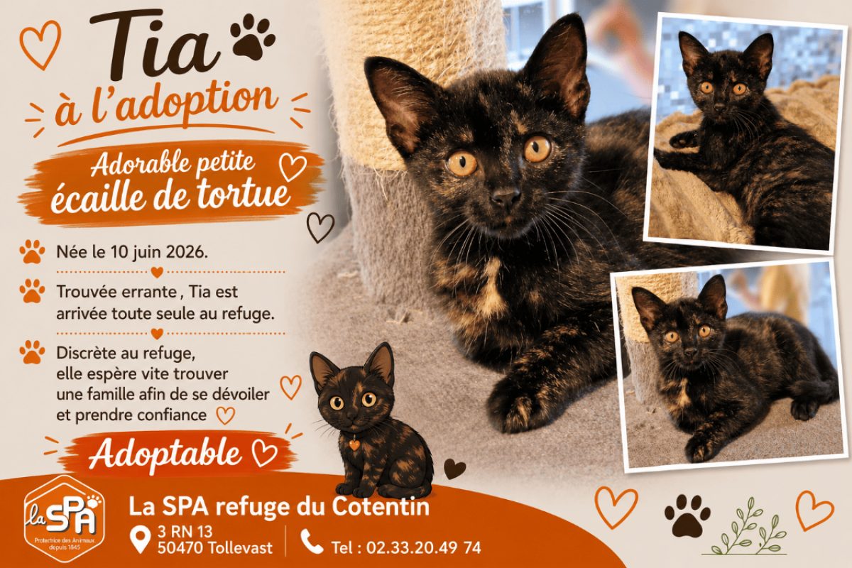 Tia - Chat Européen à adopter