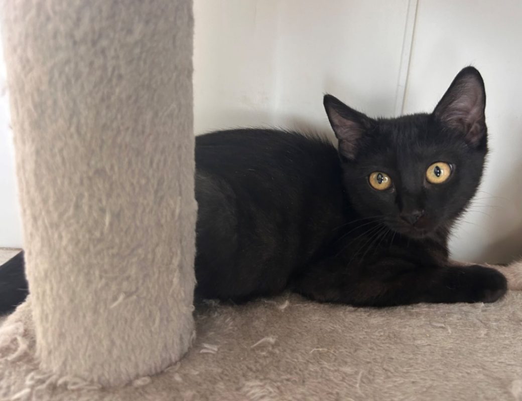 Barbouille - Chat Européen à adopter