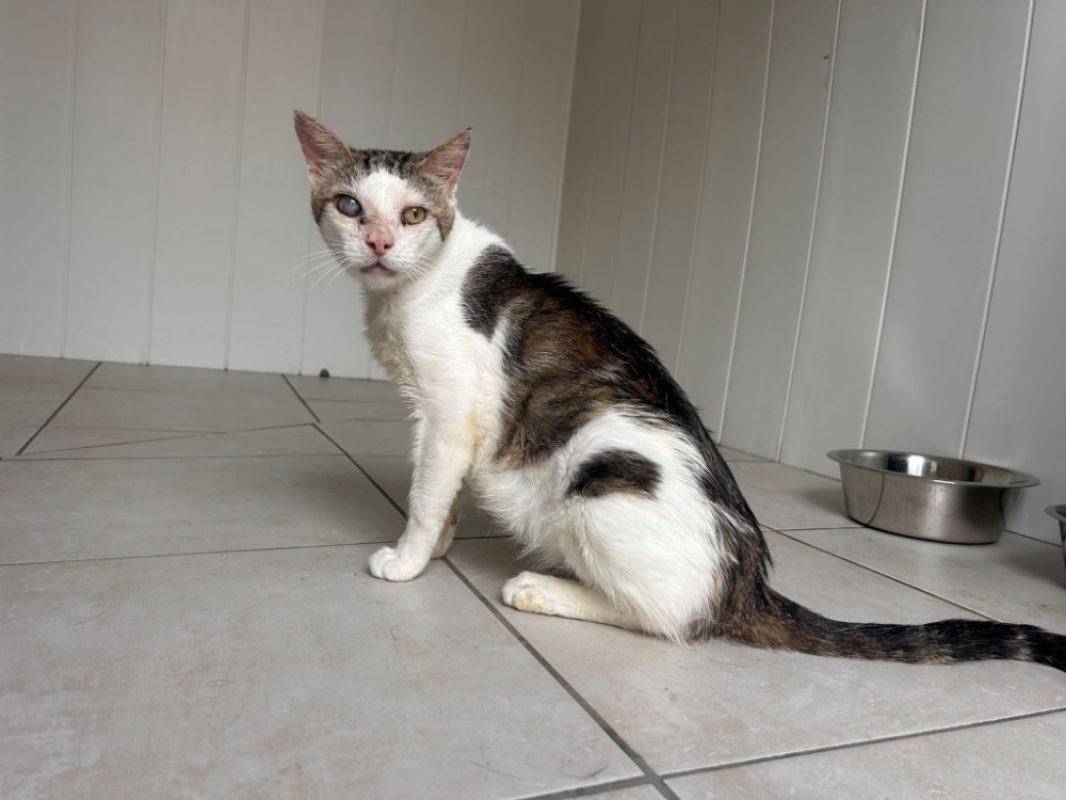Lougate - Chat Européen à adopter