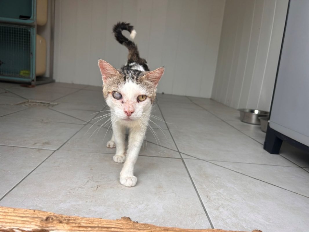 Lougate - Chat Européen à adopter - photo 2
