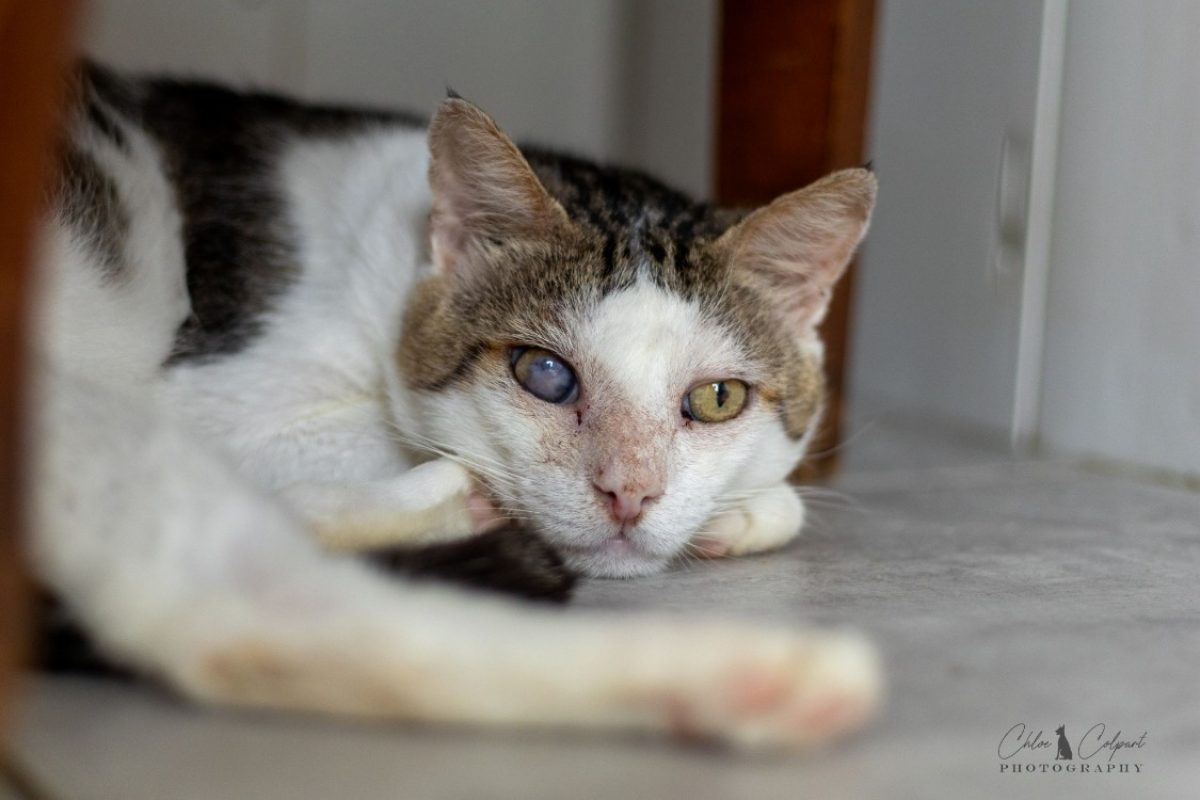 Lougate - Chat Européen à adopter