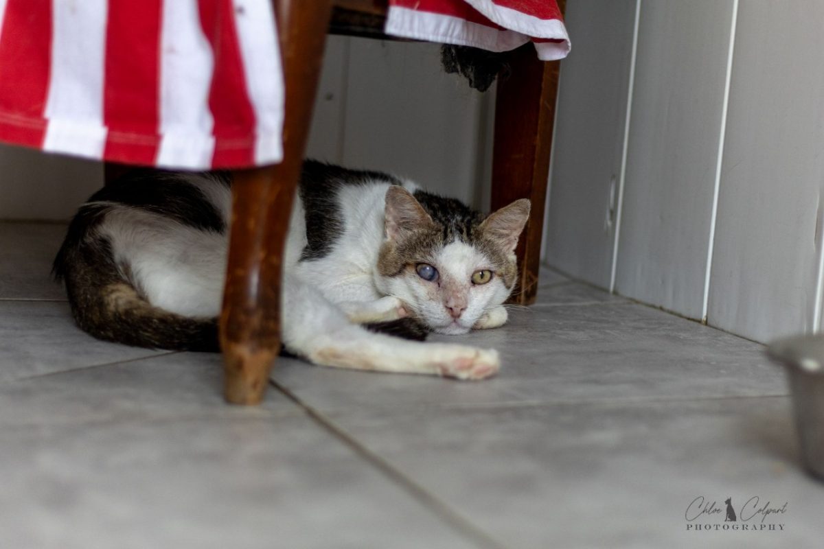 Lougate - Chat Européen à adopter - photo 2