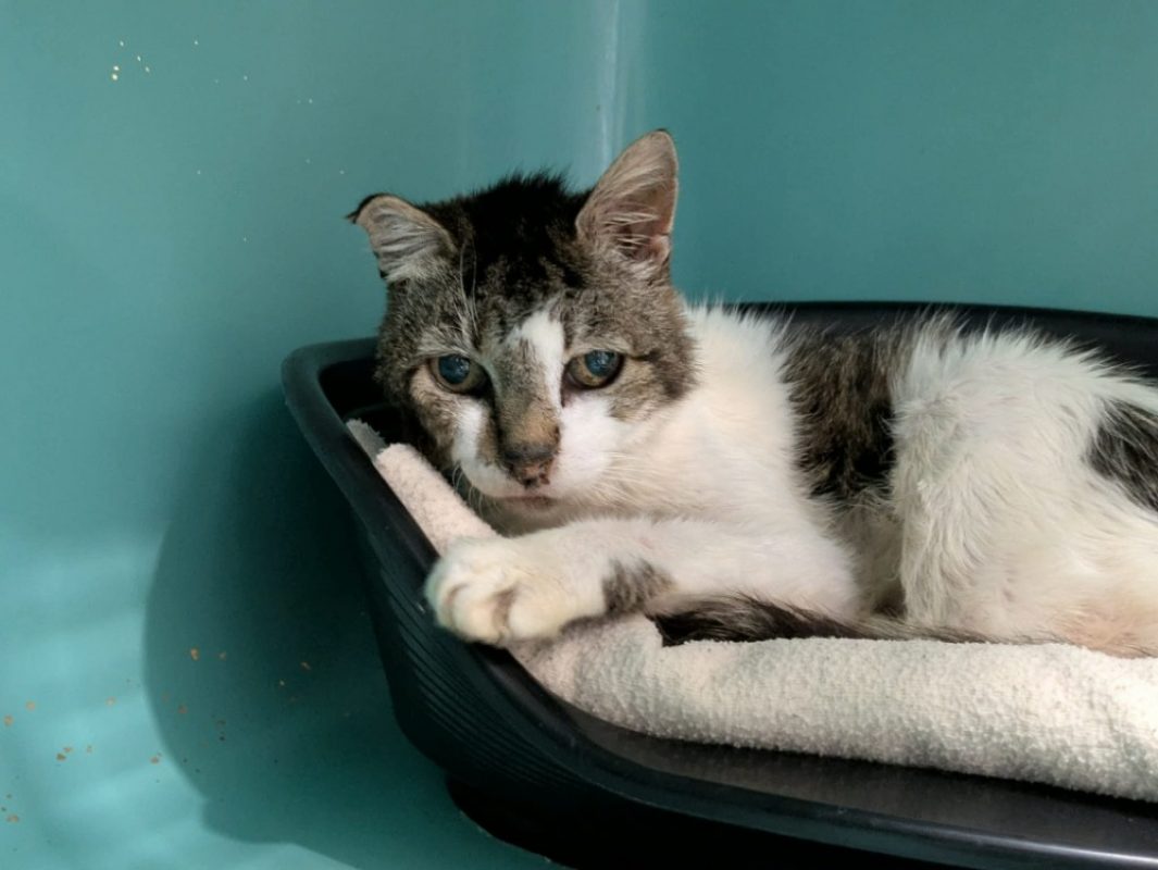 Beau gosse - Chat Européen à adopter