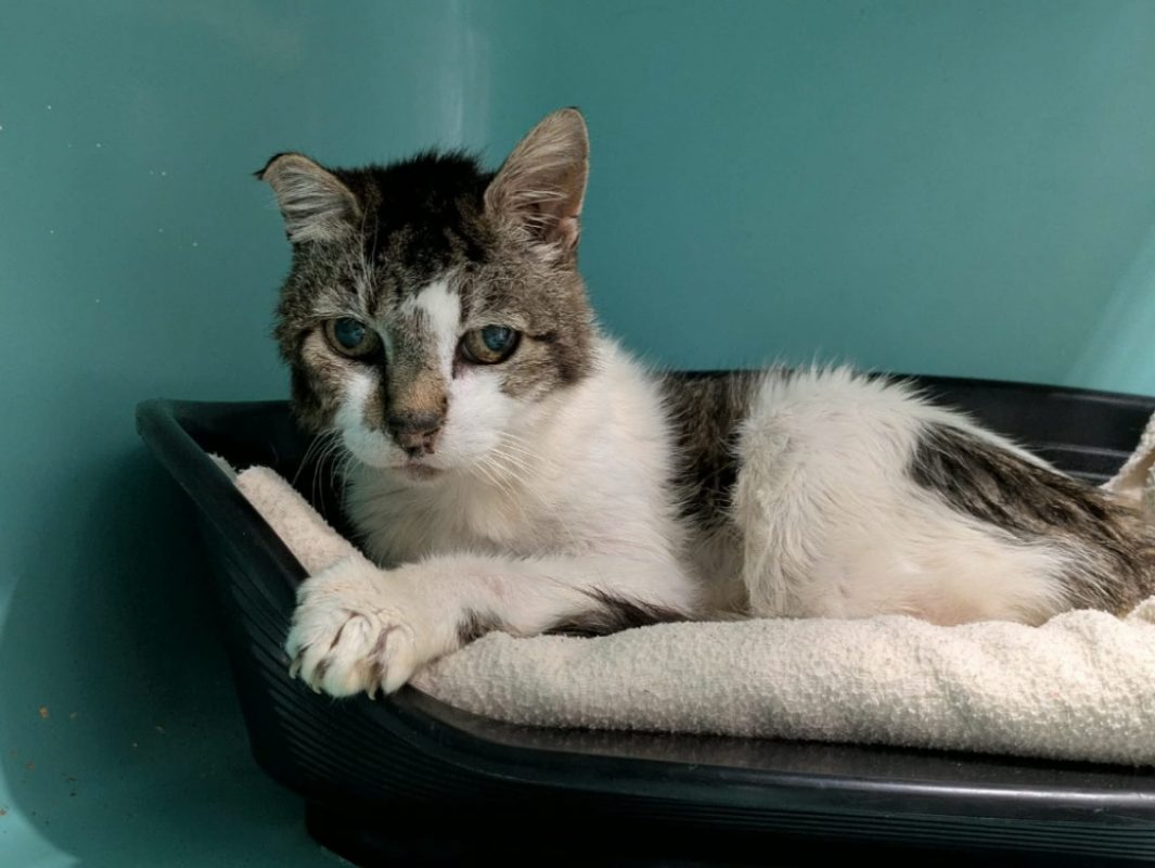 Beau gosse - Chat Européen à adopter - photo 2