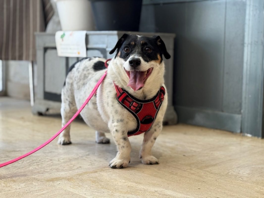 Ola - Chien à adopter
