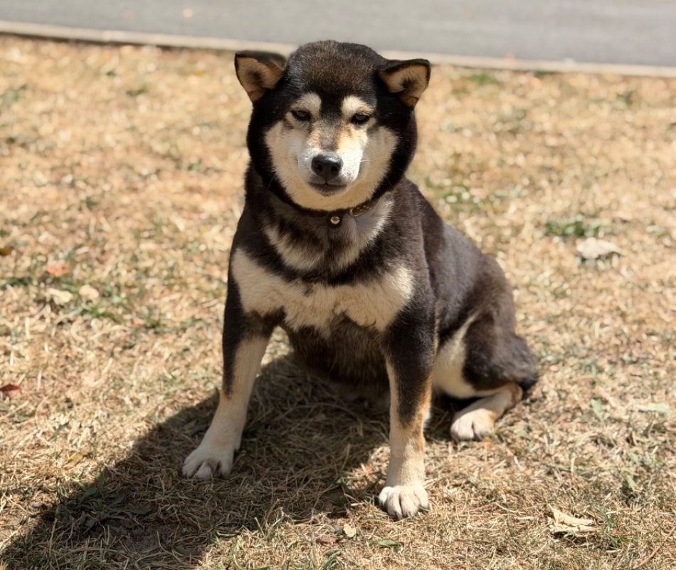Josy - Chien à adopter