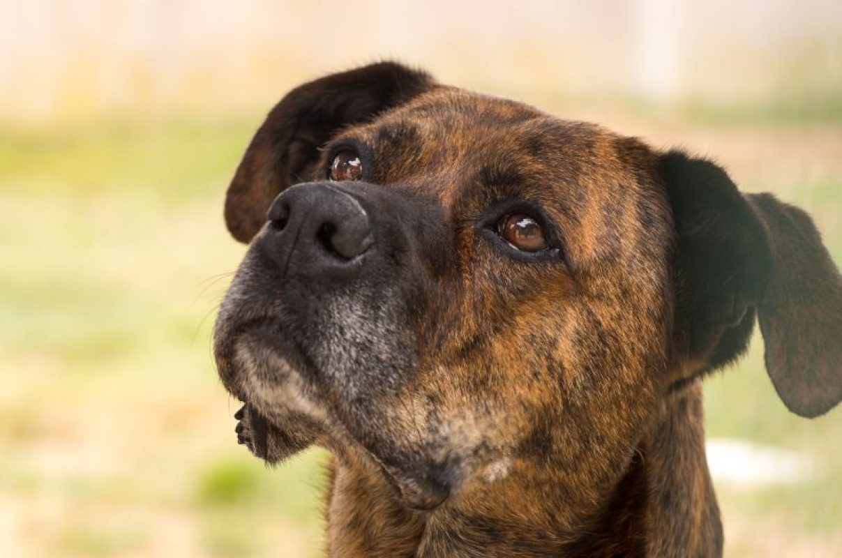 Aiguillette - Chien Boxer à adopter