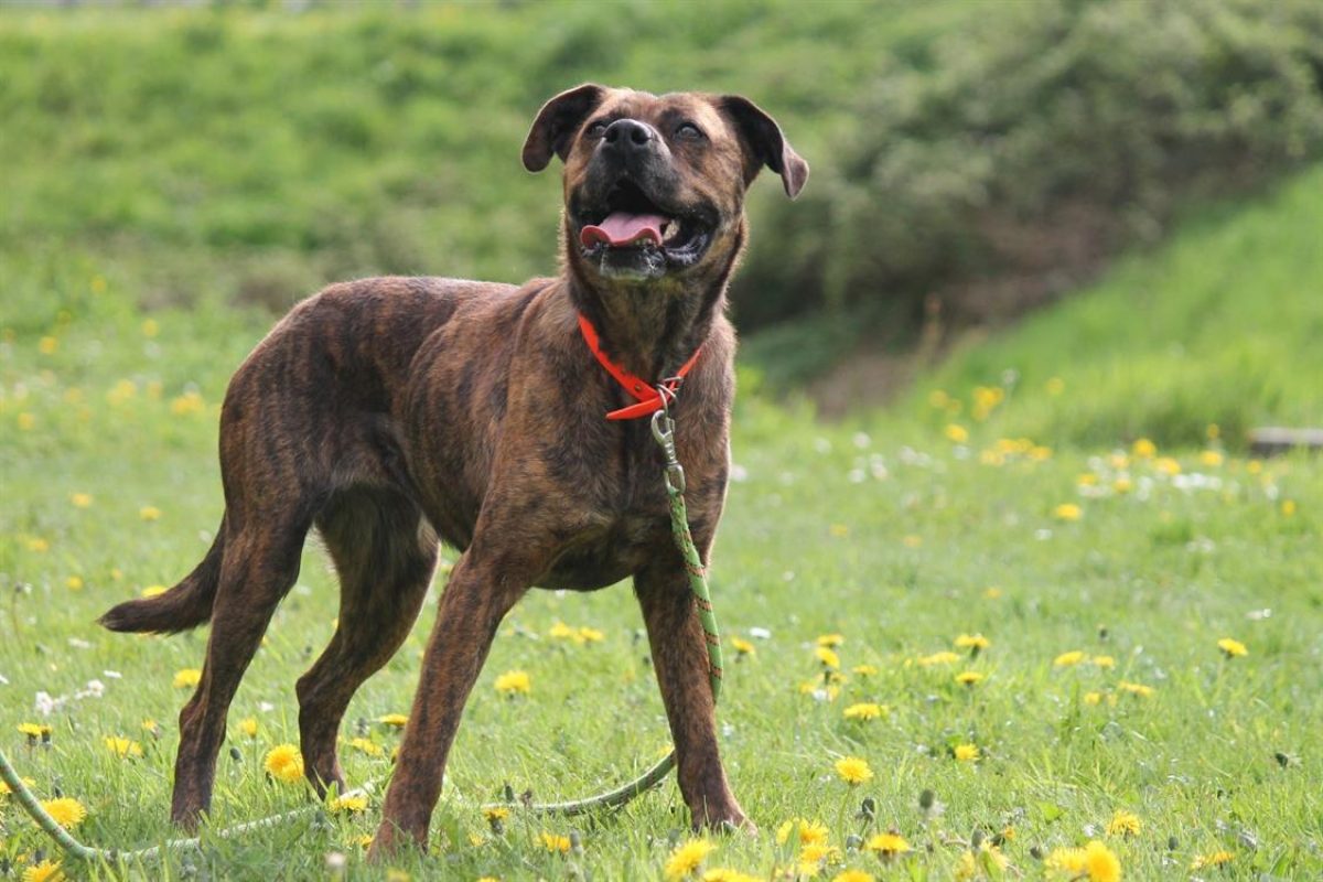Aiguillette - Chien Boxer à adopter - photo 2