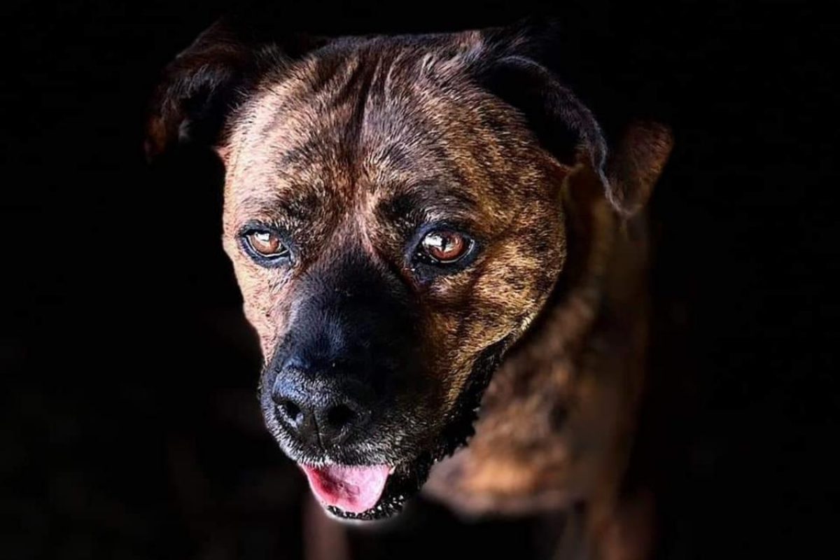 Aiguillette - Chien Boxer à adopter - photo 3