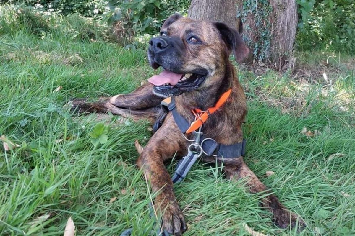 Aiguillette - Chien Boxer à adopter - photo 4