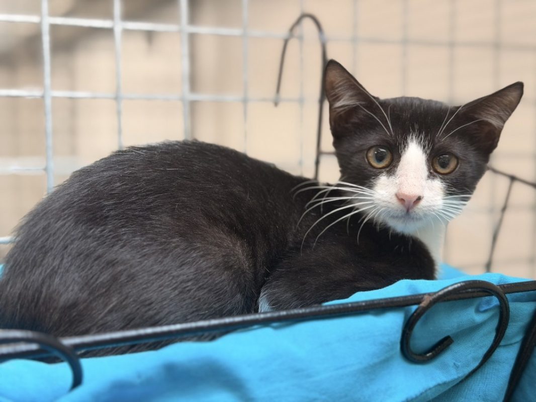 Sylvestre - Chat Européen à adopter