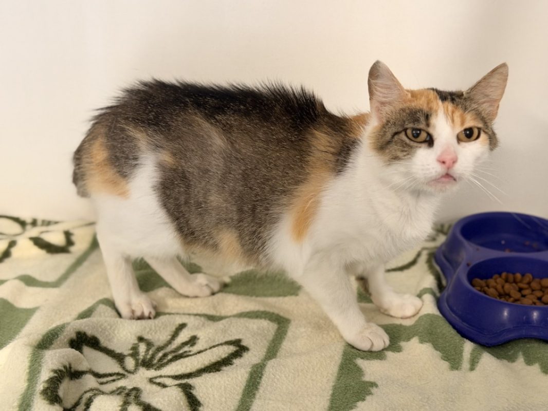 Whitney - Chat Européen à adopter