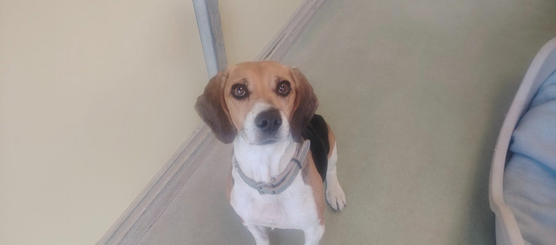 Ollie - Chien Beagle à adopter