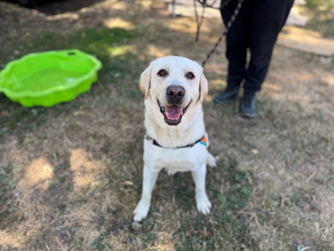 Goku - Chien à adopter