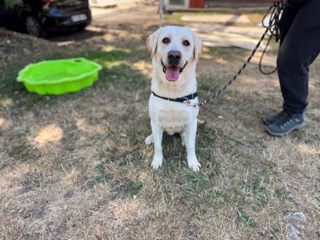 Goku - Chien à adopter - photo 2