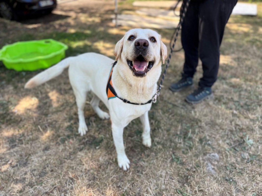 Goku - Chien à adopter - photo 3