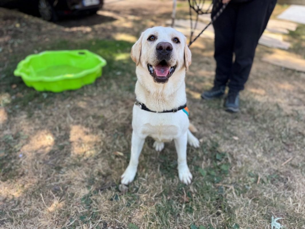 Goku - Chien à adopter - photo 4