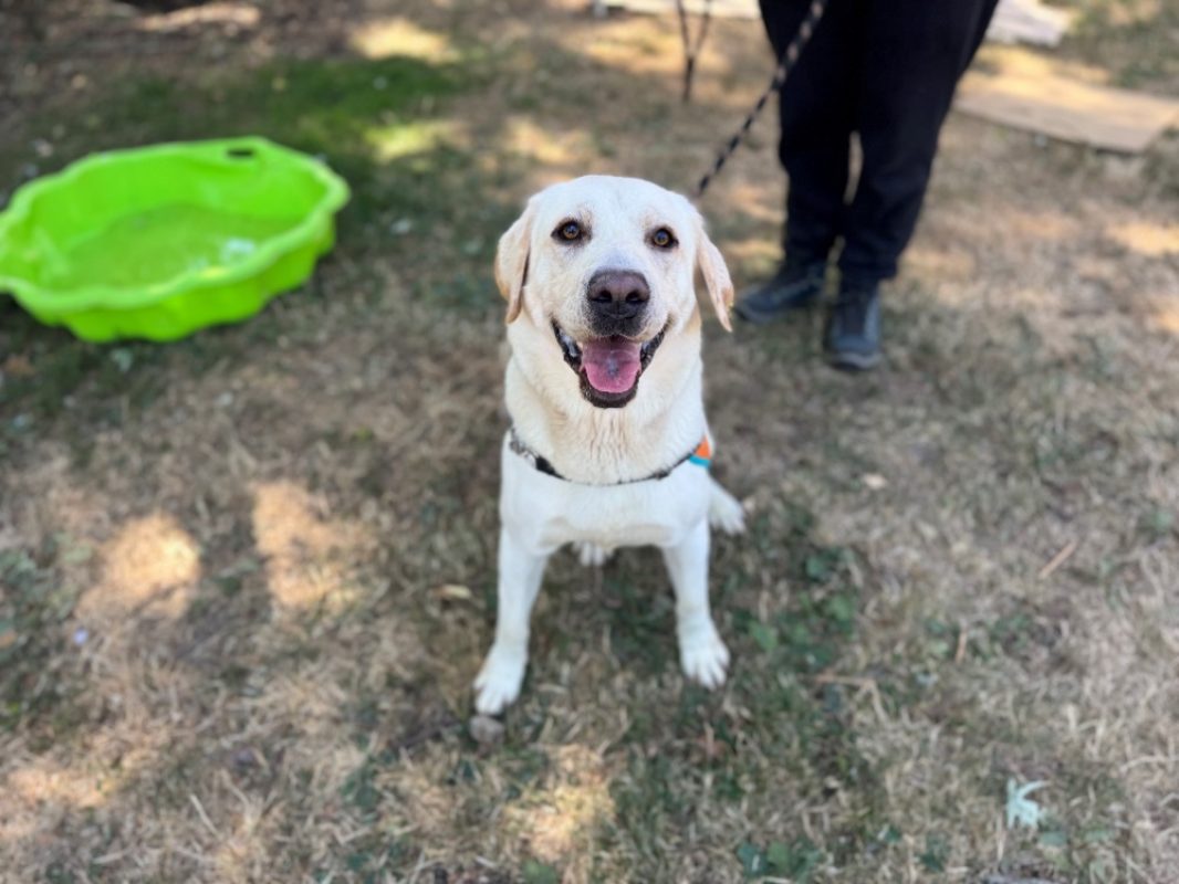 Goku - Chien à adopter - photo 5