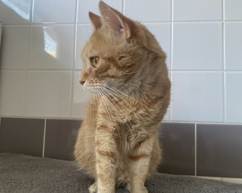Toulki - Chat Européen à adopter