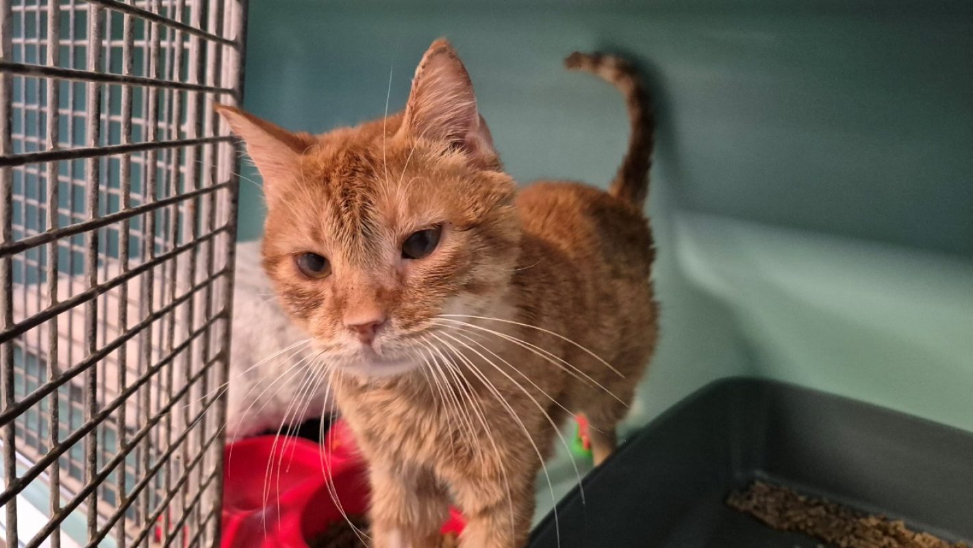 Toulki - Chat Européen à adopter - photo 2