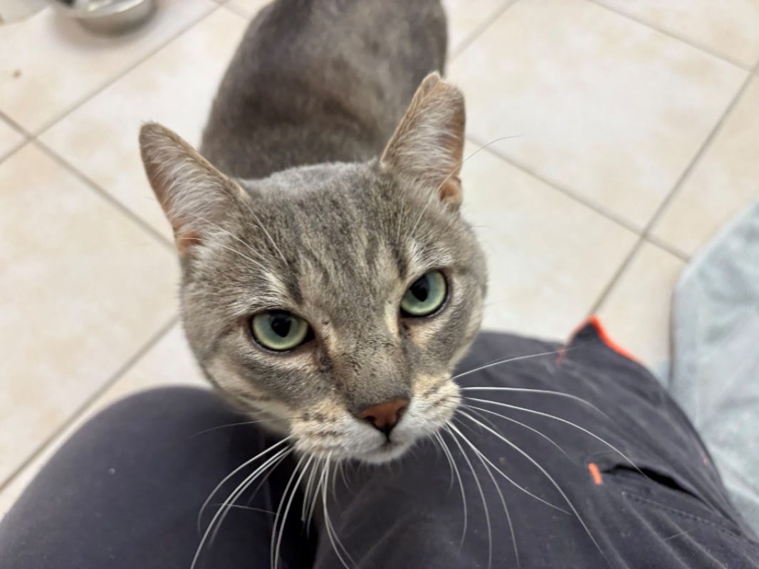 Nectar - Chat Européen à adopter