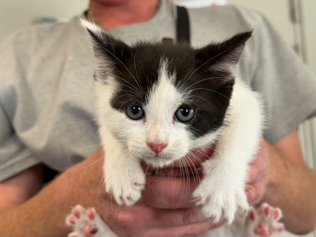 Loulou - Chat Européen à adopter