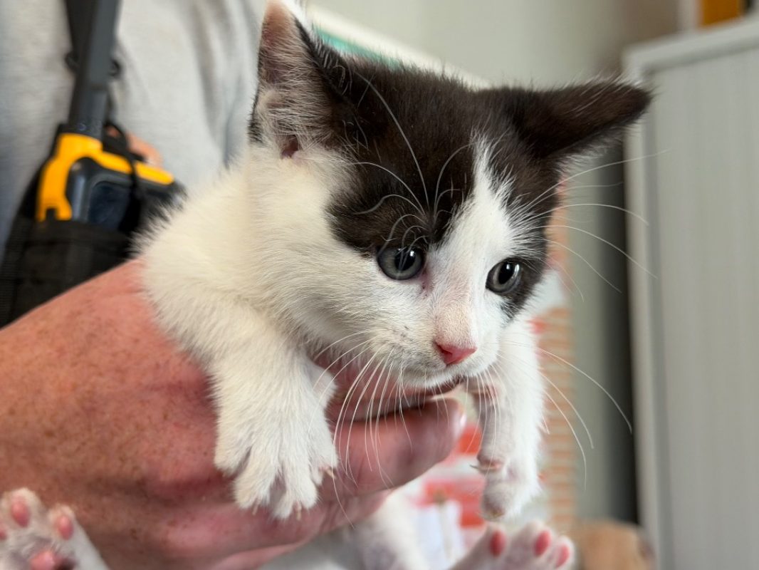 Loulou - Chat Européen à adopter - photo 2
