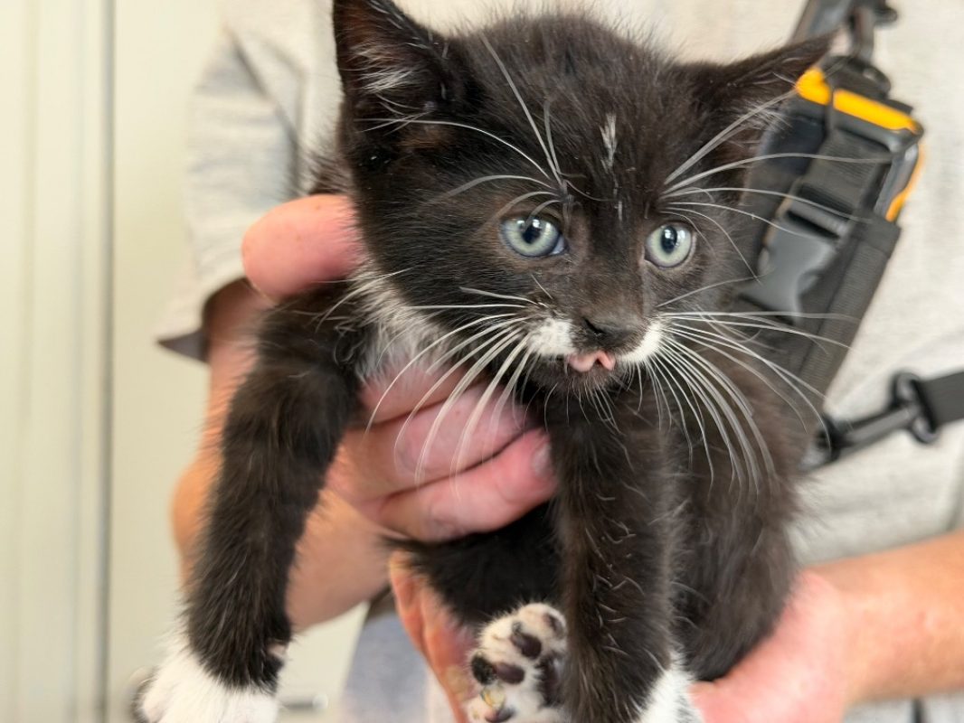 Fifi - Chat Européen à adopter