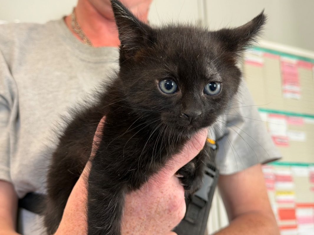Riri - Chat Européen à adopter