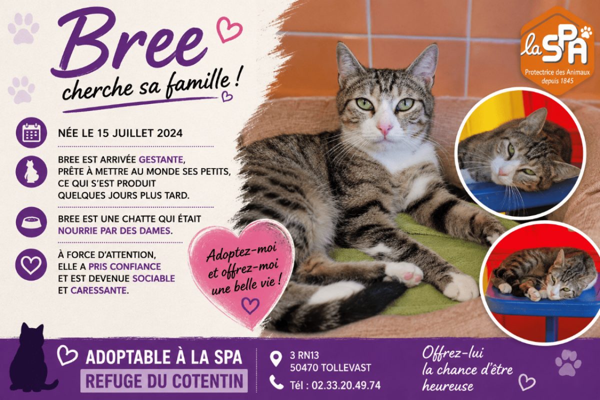 Bree - Chat Européen à adopter