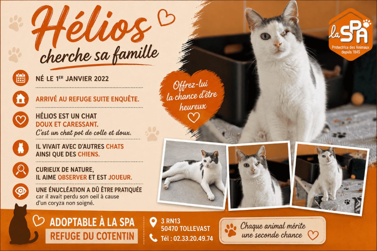 Helios - Chat Européen à adopter