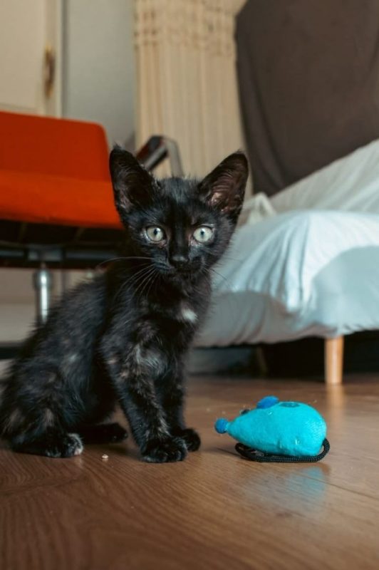 Henriette - Chat à adopter - photo 3