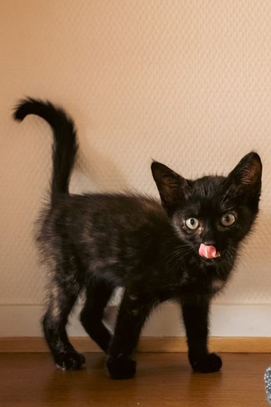 Henriette - Chat à adopter