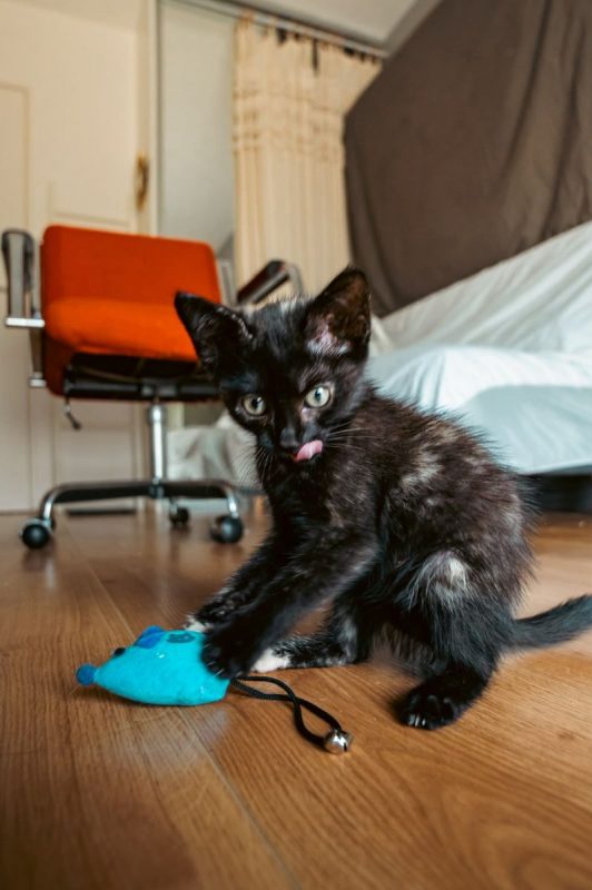 Henriette - Chat à adopter - photo 4