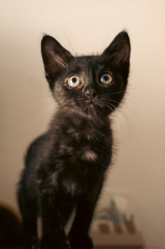 Henriette - Chat à adopter - photo 2